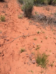 Masticophis taeniatus taeniatus