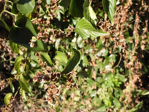 Chewstick (Gouania lupuloides)