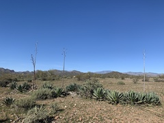 Agave murpheyi