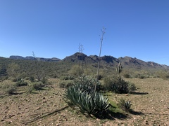 Agave murpheyi