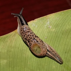 Parmarion