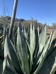 Agave murpheyi