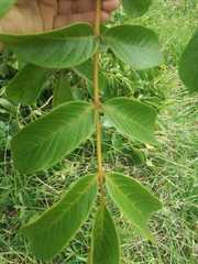 Spathodea campanulata