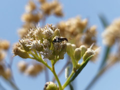 Penthobruchus germaini