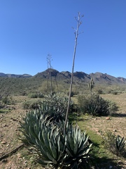 Agave murpheyi