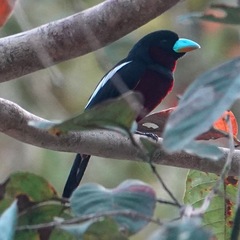 Cymbirhynchus macrorhynchos