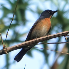 Cyornis sumatrensis