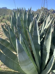 Agave murpheyi