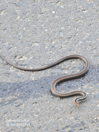Sibynophis melanocephalus