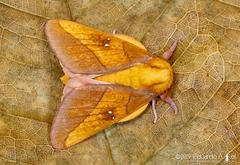 Syssphinx blanchardi