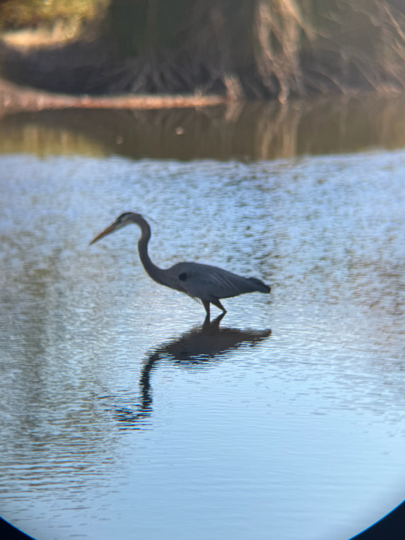 Great Blue Heron (Ardea herodias), photo 6