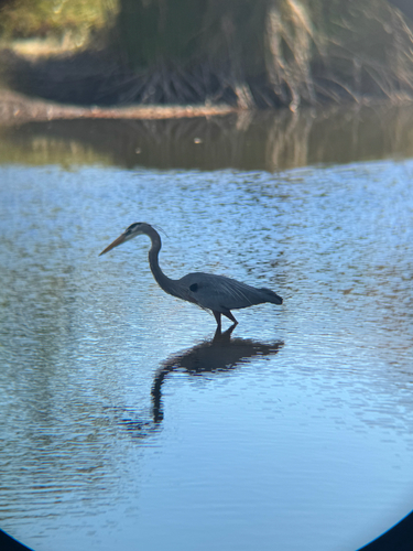 Great Blue Heron (Ardea herodias), photo 5
