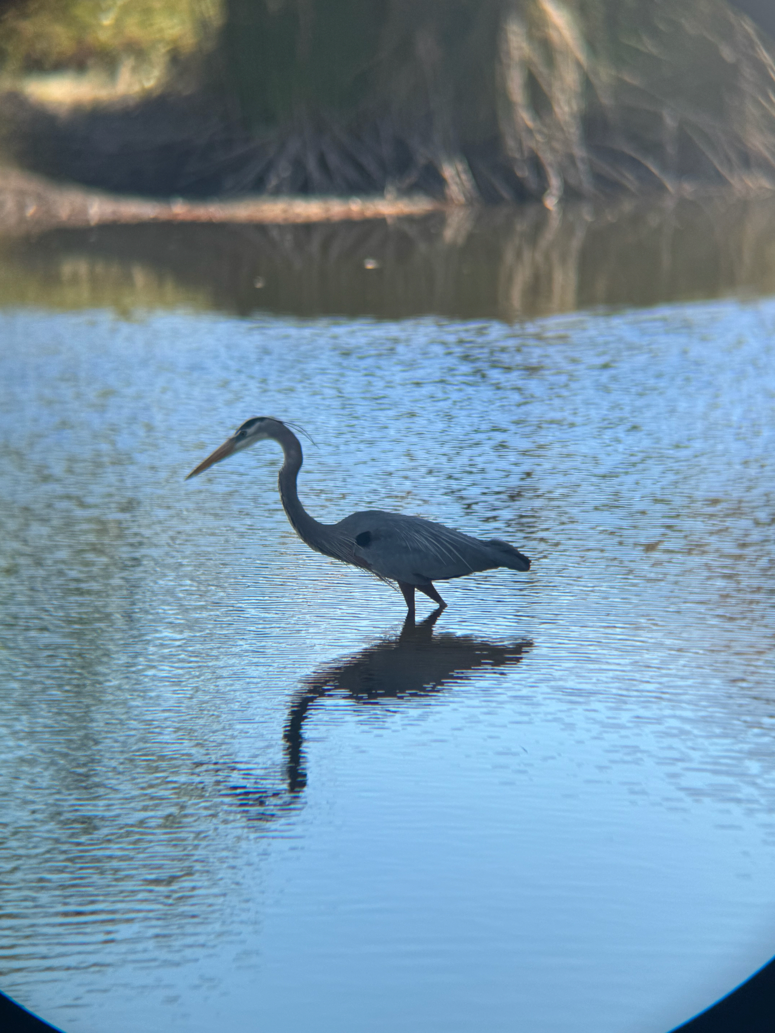 Great Blue Heron (Ardea herodias), photo 5