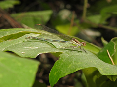 Argia joergenseni