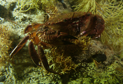 Nectocarcinus integrifrons