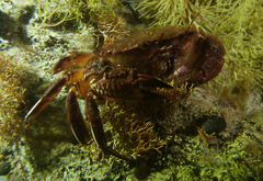Nectocarcinus integrifrons
