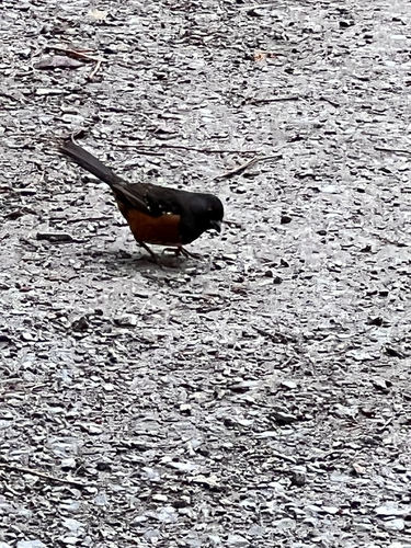 Spotted Towhee (Pipilo maculatus), photo 4