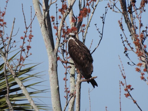 Osprey (Pandion haliaetus), photo 5