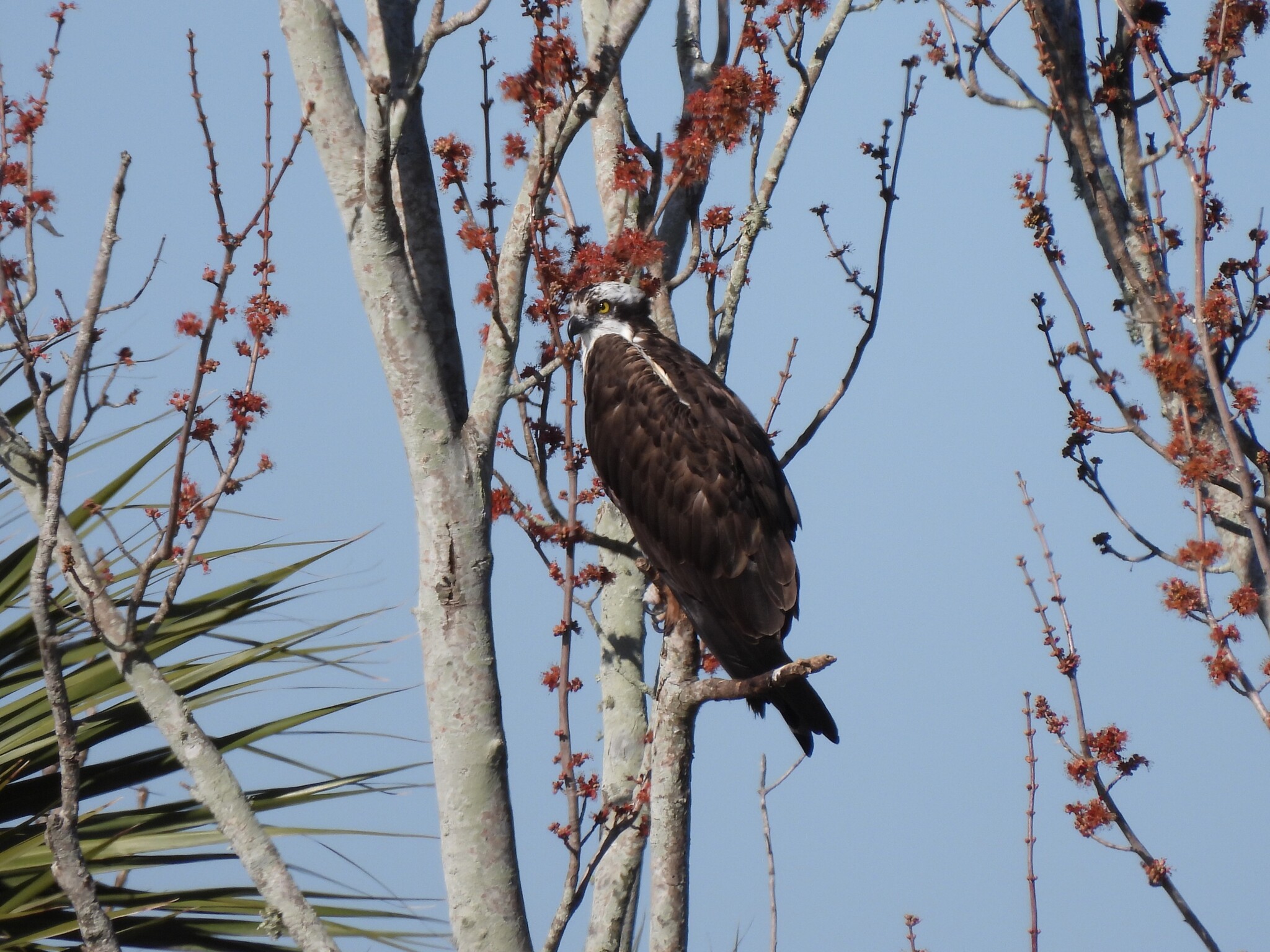 Osprey (Pandion haliaetus), photo 5