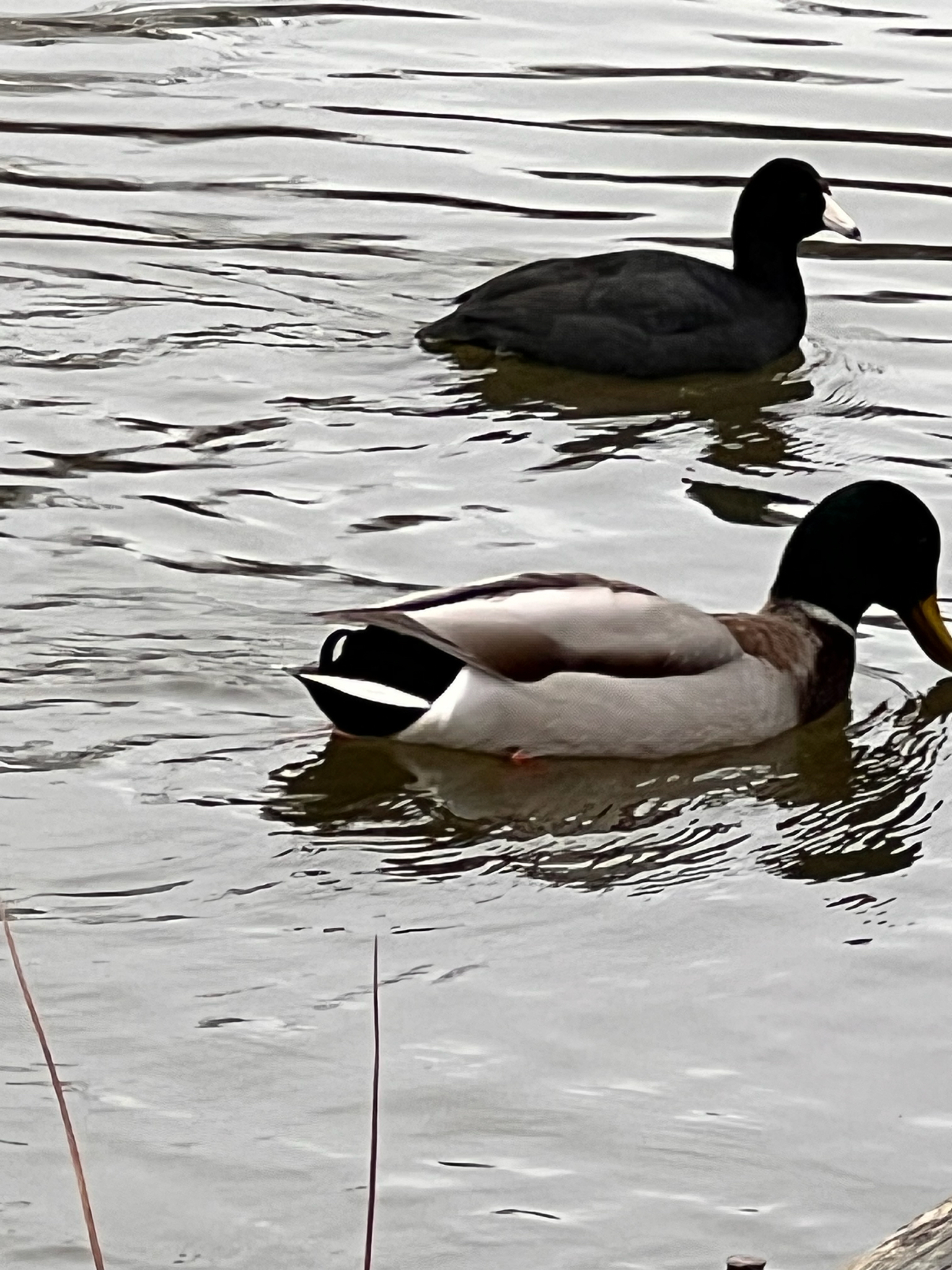 Mallard (Anas platyrhynchos), photo 3