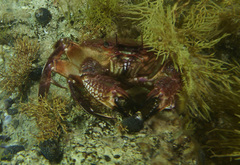 Nectocarcinus integrifrons