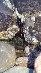 Oligosoma smithi