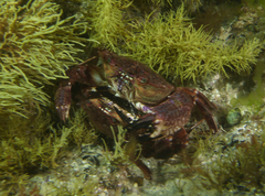 Nectocarcinus integrifrons
