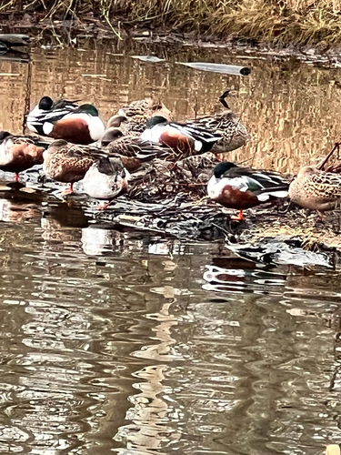 Northern Shoveler (Spatula clypeata), photo 4