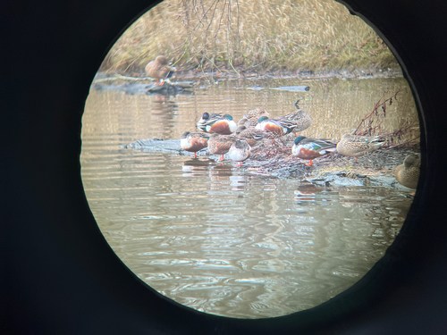 Northern Shoveler (Spatula clypeata), photo 5