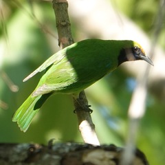 Chloropsis aurifrons