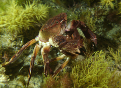 Nectocarcinus integrifrons