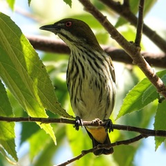 Dicaeum chrysorrheum