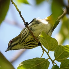 Dicaeum chrysorrheum