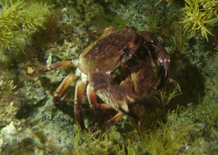 Nectocarcinus integrifrons