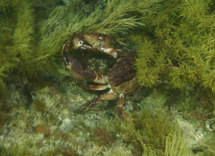 Nectocarcinus integrifrons