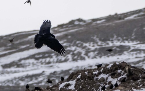Common Raven photographed in Ohio