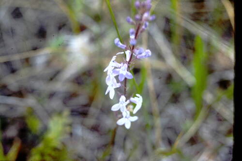 pale-spiked lobelia (Lobelia spicata)