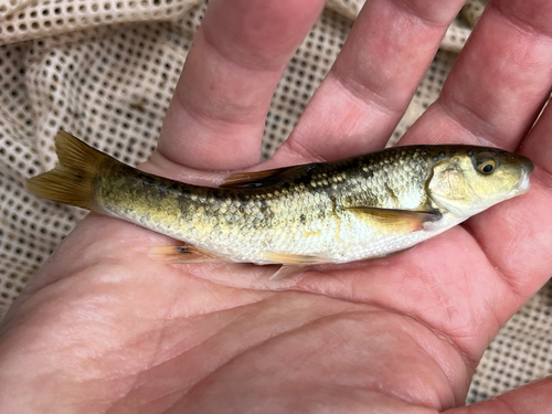 Central stoneroller (Campostoma anomalum) — Cyprinidae — 3