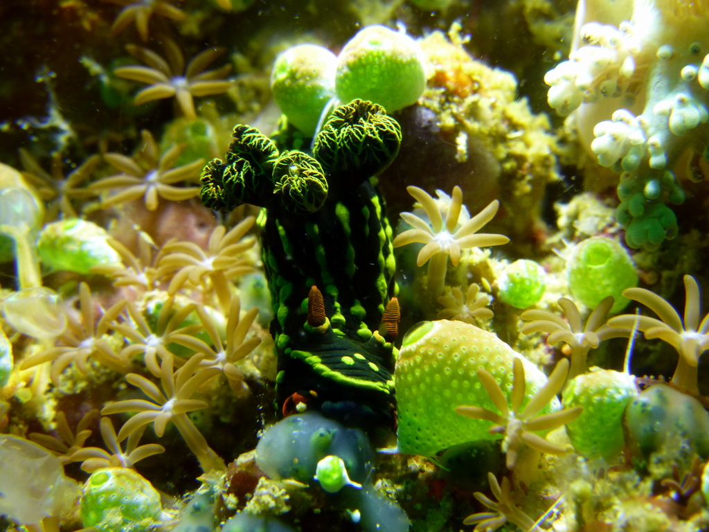 Trance Wrinkle Dorid