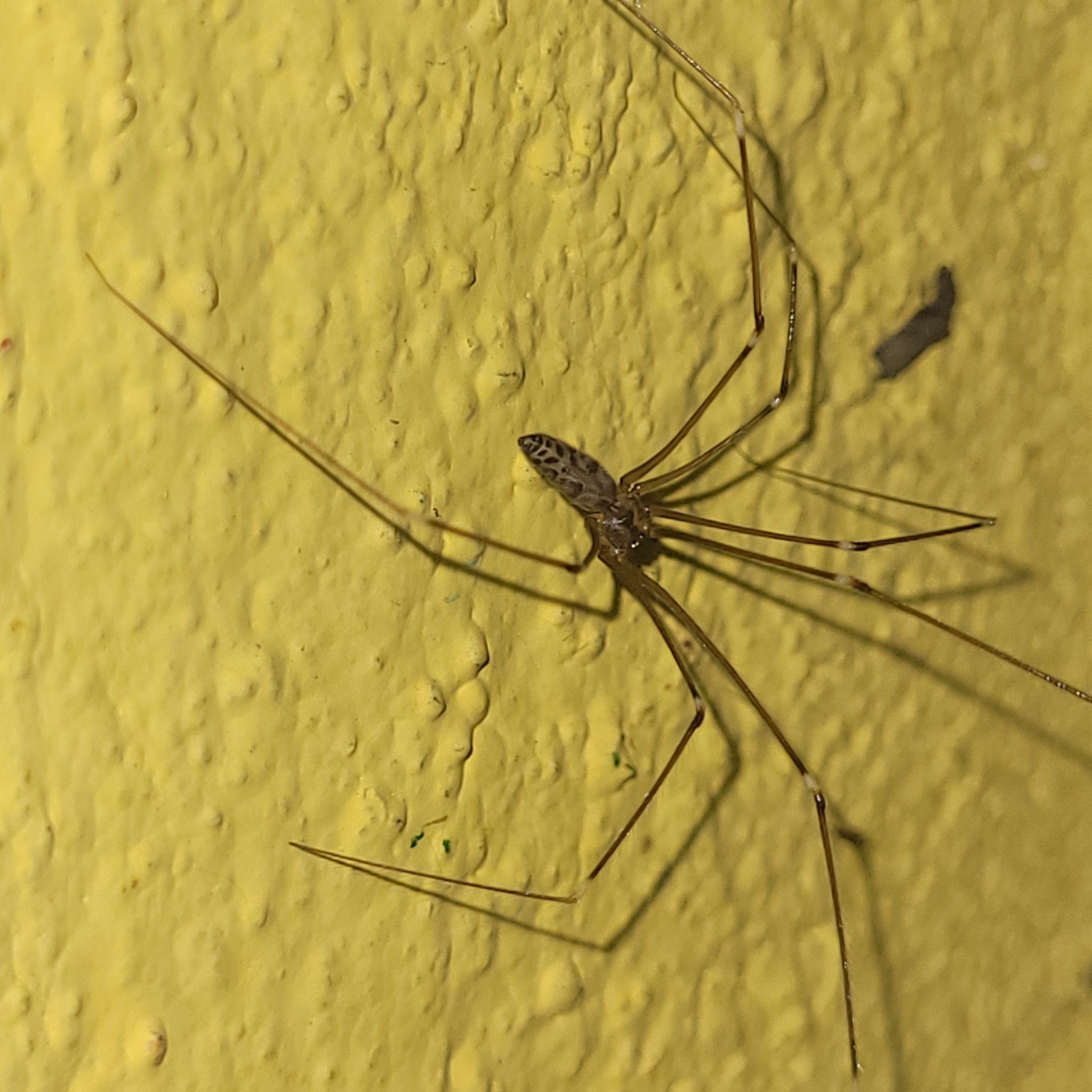 Smeringopus pallidus (Blackwall, 1858)