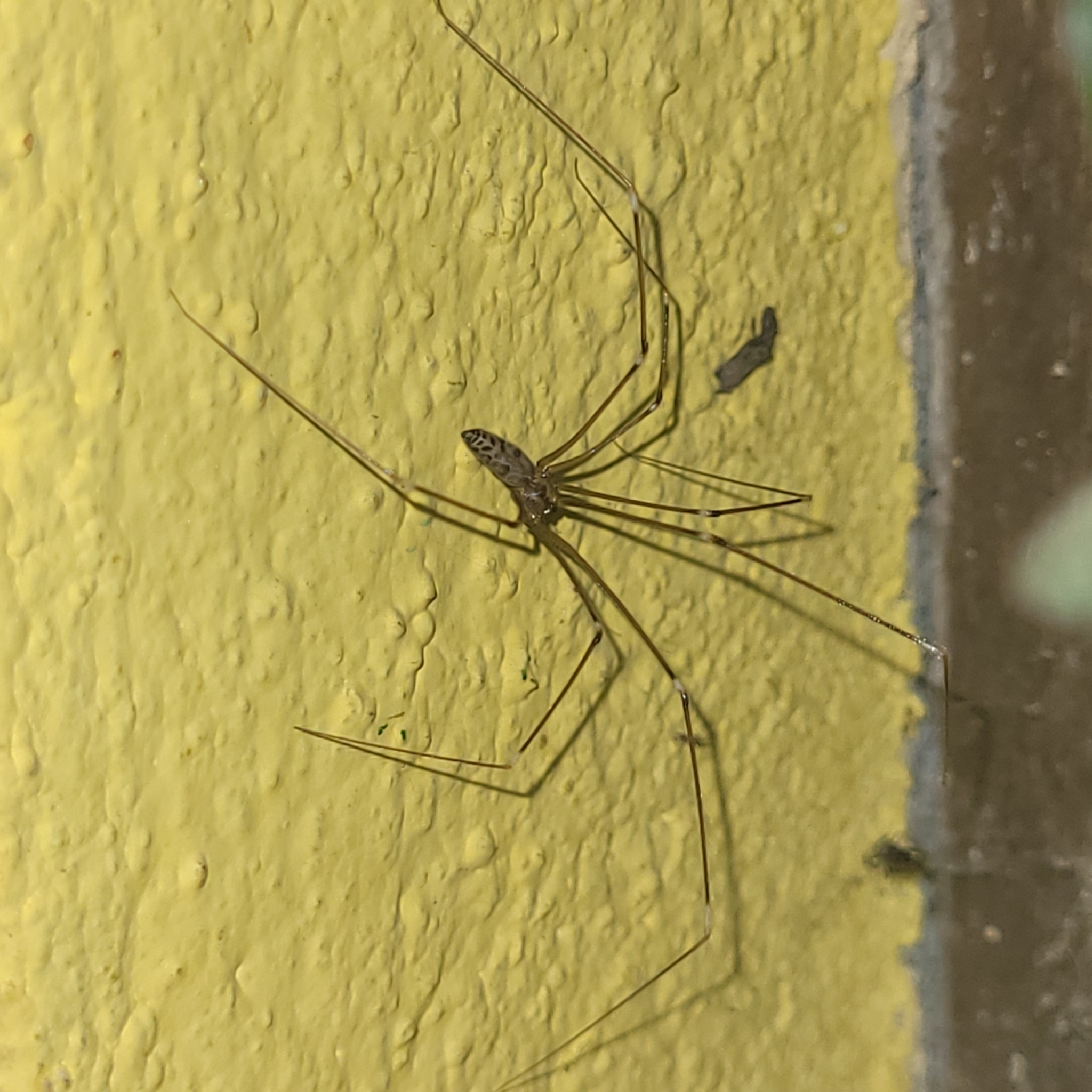 Smeringopus pallidus (Blackwall, 1858)