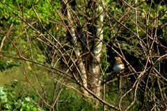 Tapera naevia
