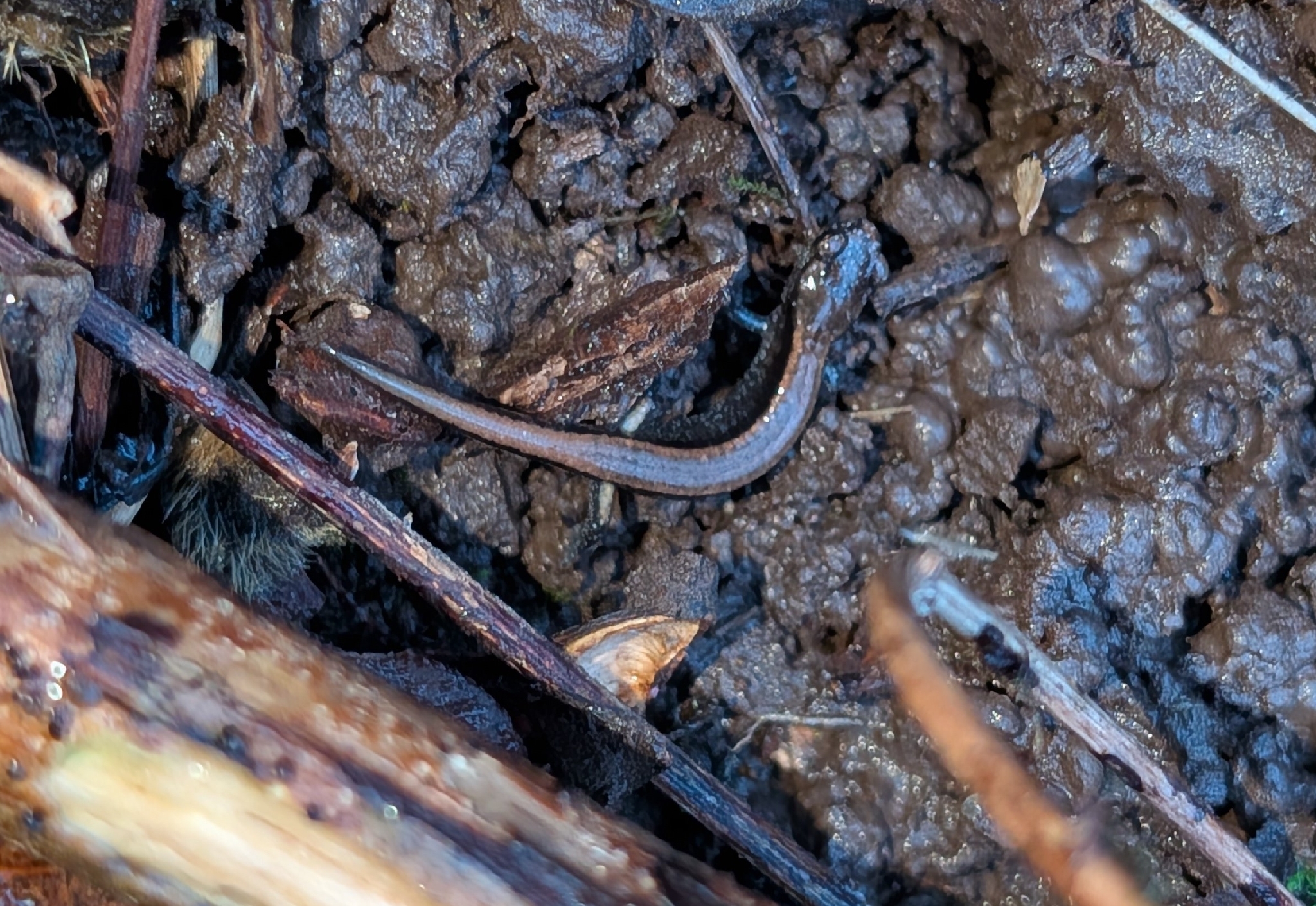 Plethodon vehiculum (Cooper, 1860)