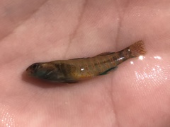 Etheostoma lepidum