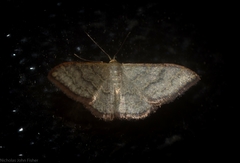 Idaea coercita