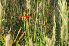 Lilium catesbaei image