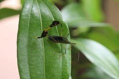 Diactor bilineatus