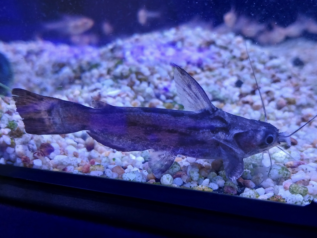 Fisher's Woodcat