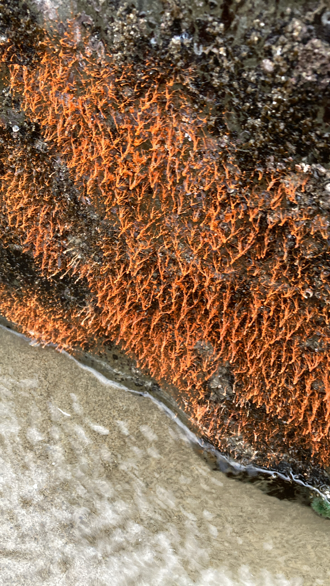Ectopleura marina (Torrey, 1902)