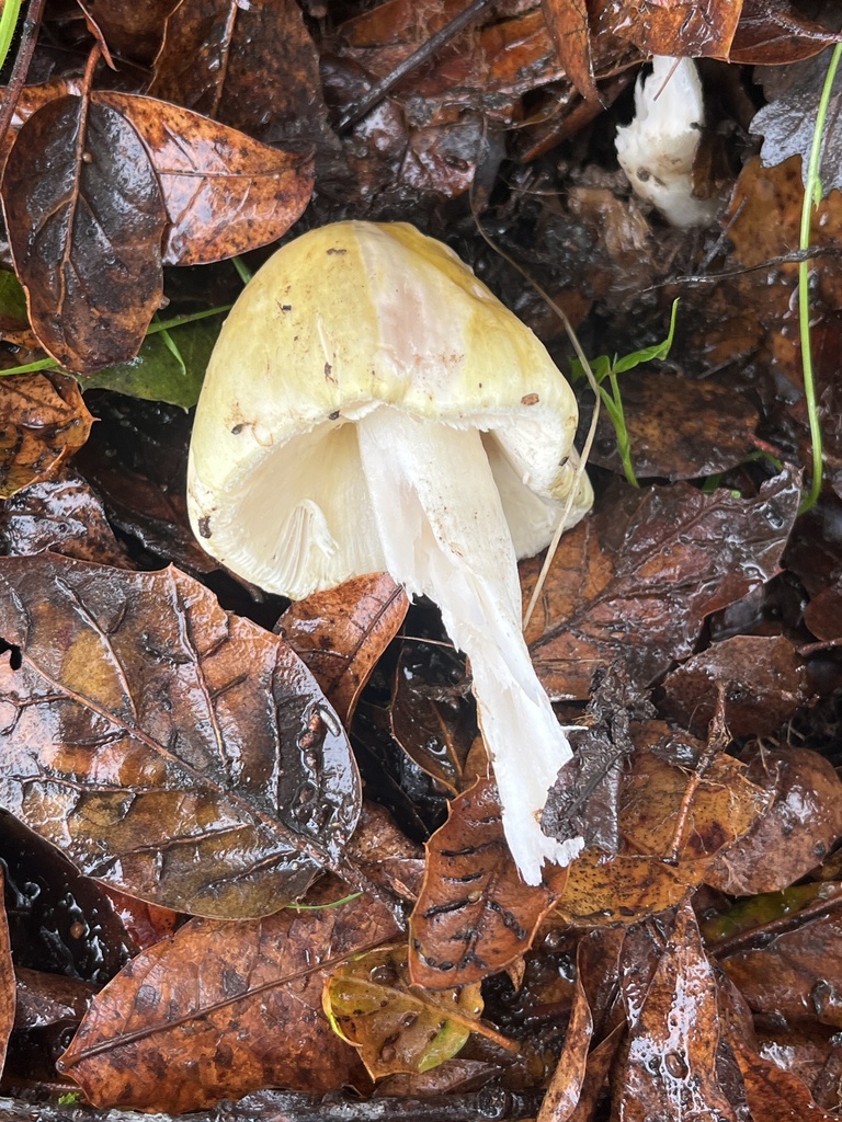 Amanita phalloides · January 2026 · photo: © joqatana (iNaturalist, cc-by)